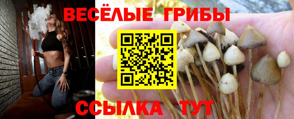 Галлюциногенные грибы прущие грибы Вышний Волочёк